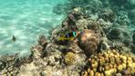 Fischbestand: Fast zwei Drittel aller Korallenriffe weltweit sind überfischt