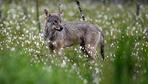 Wildtiere: EU-Kommission überprüft Schutzstatus des Wolfes
