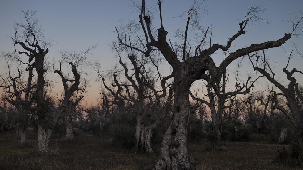 Xylella: Der Fluch der Sputacchina | DIE ZEIT