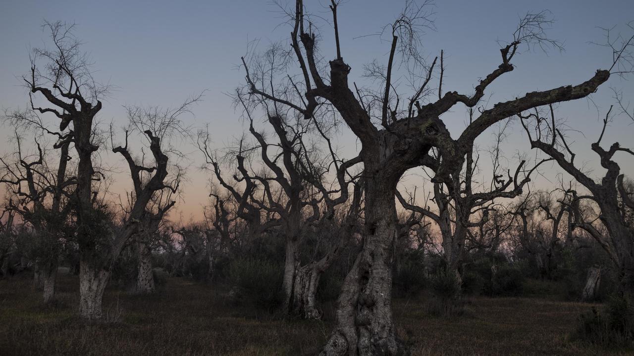 Xylella: Der Fluch der Sputacchina | DIE ZEIT
