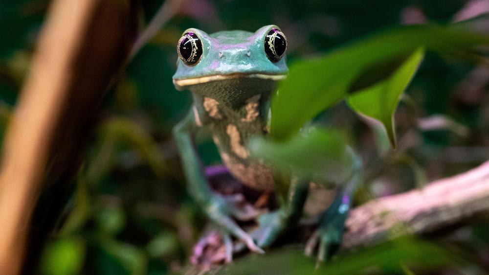 Aussterben Von Amphibien : Warum Weltweit Frösche Und Kröten ...