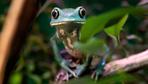 Amphibien in Gefahr: Warum kein Wirbeltier schneller ausstirbt als der Lurch