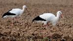 Zugvögel in Deutschland: Storch gesehen? Bitte melden!