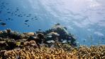 Great Barrier Reef: Hitze bleicht australische Korallen aus