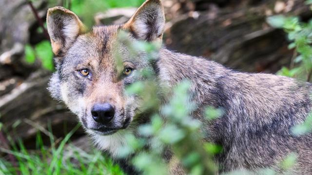 Wolfsriss: Niedersachsens Umweltministerium will Wolf zum Abschuss freigeben