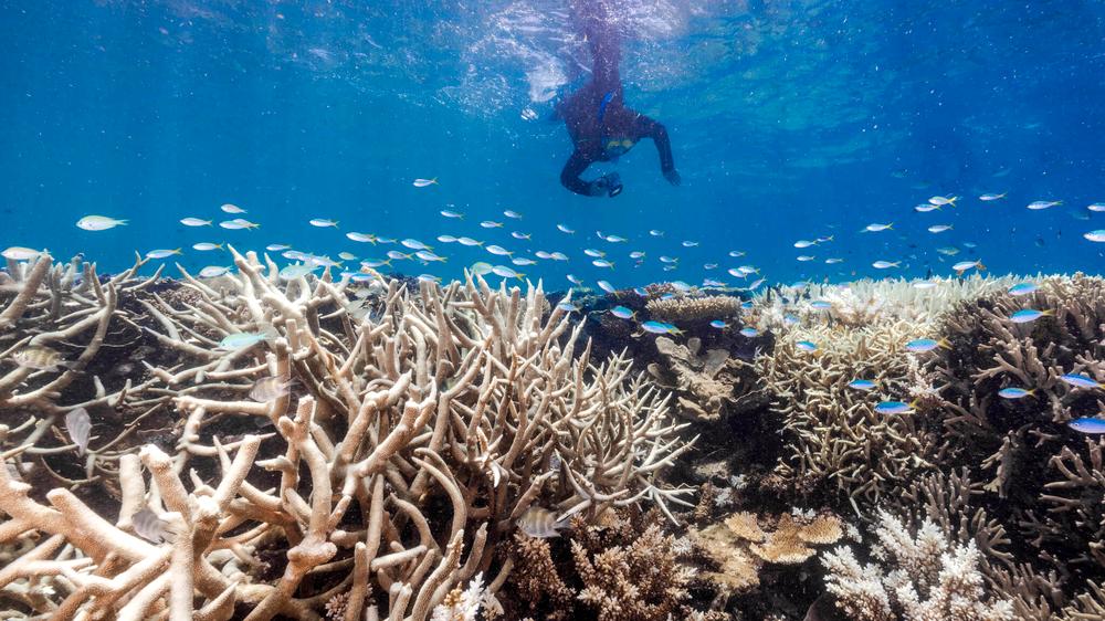 Korallenbleiche: Gespenstisch ausgebleichte Korallen sind derzeit überall im australischen Great Barrier Reef zu finden.