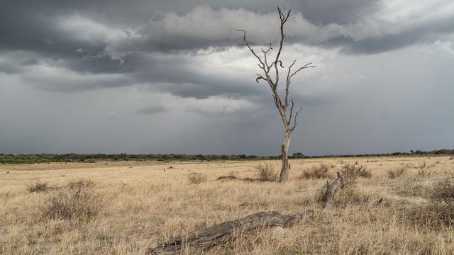 El Niño: Simbabwe ruft Katastrophenzustand wegen Dürre aus 