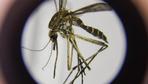 Stechmücken: Mückensaison beginnt in diesem Jahr früher als sonst