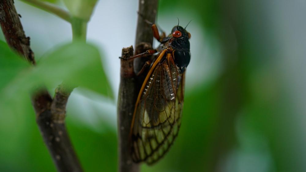 Insekten in den USA: Diese Zikadenart bleibt für 17 Jahre im Erdboden – doch in den kommenden Tagen kriechen im Osten der USA Milliarden von ihnen nach oben.