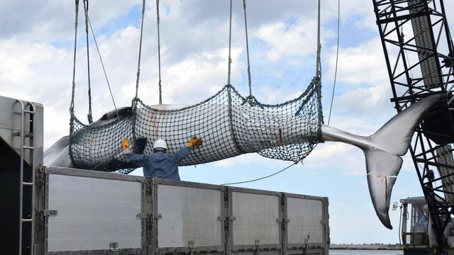 Walfang: Japan will kommerziellen Fang von Finnwalen erlauben