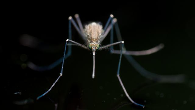 Mückenzeit: Wird das mit den Mücken jedes Jahr schlimmer?