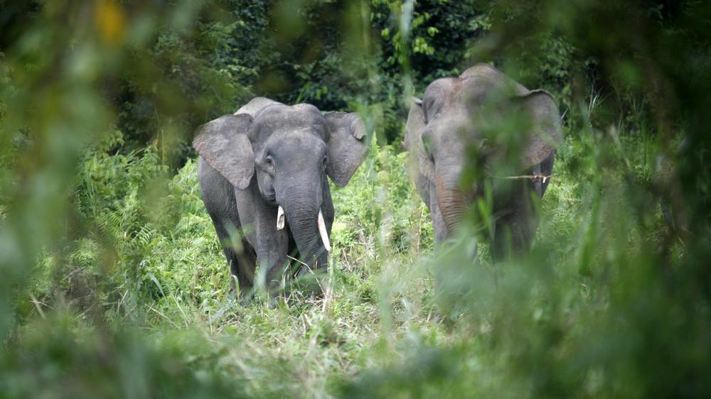 Rote Liste: Der Borneo-Zwergelefant ist im Norden von Borneo, im östlichen Teil des malaysischen Bundesstaats Sabah, beheimatet.