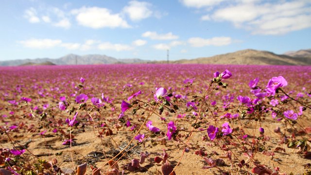 Wetterphänomen: Regenfälle lassen chilenische Atacama-Wüste ungewöhnlich früh erblühen
