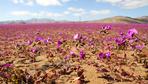 Wetterphänomen: Regenfälle lassen chilenische Atacama-Wüste ungewöhnlich früh erblühen