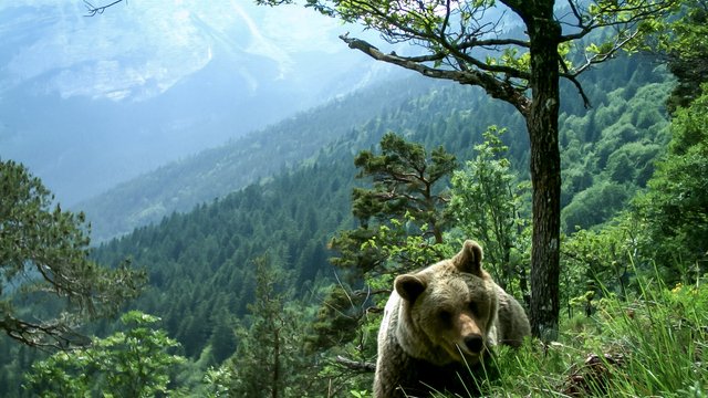 Trentino: Bärenmutter am Gardasee nach Angriff auf Jogger abgeschossen