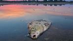 Fischsterben: Polnische Behörden bergen tonnenweise tote Fische aus Stausee