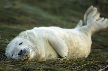 "Faktencheck Artenvielfalt": Auch an Deutschland Küsten zu Hause und ein Symbol für Biodiversität: die Kegelrobbe.