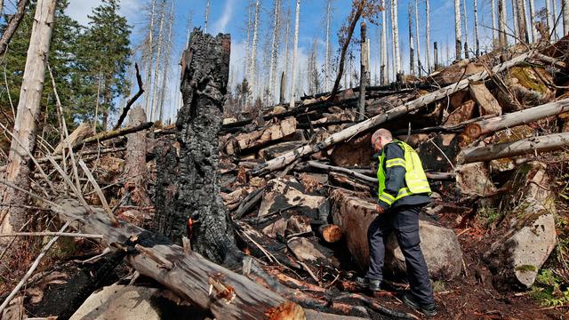 Forest fire on the Brocken: Around 17 hectares of forest in the Harz National Park destroyed by fire