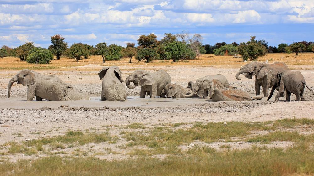 Extreme Dürre: Namibia lässt 700 Wildtiere wegen Trockenheit töten ...
