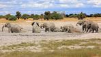 Extreme Dürre: Namibia lässt 700 Wildtiere wegen Trockenheit töten