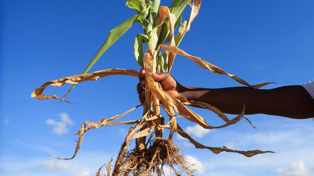 Wasserversorgung: Eine Süßwasserressource wird oft übersehen: das grüne Wasser – die Feuchtigkeit in Böden und Pflanzen. Auch sie ist in Gefahr.