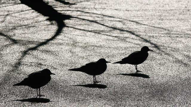 Geflügelhaltung: Ganz Österreich zum Risikogebiet für Vogelgrippe erklärt