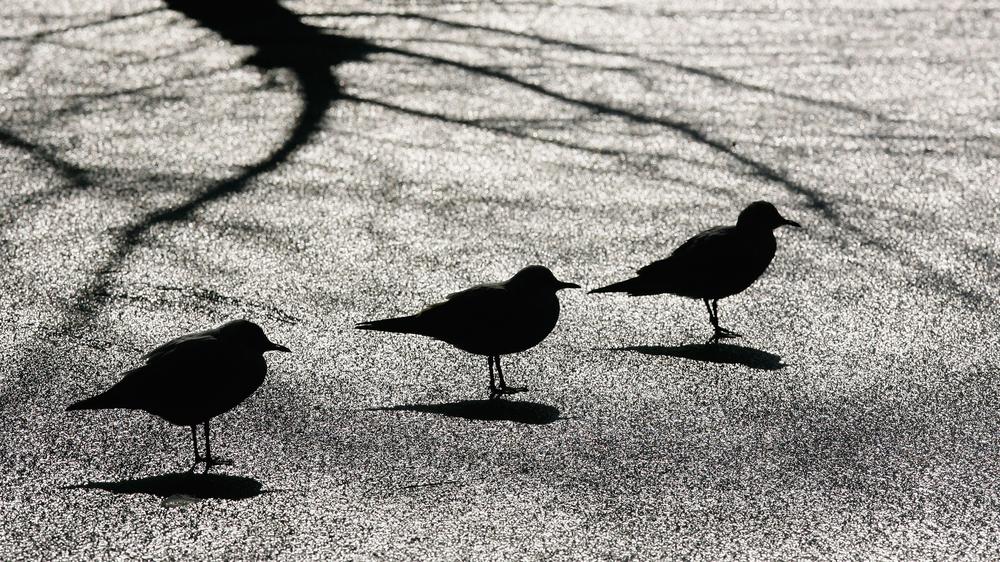 Geflügelhaltung: Für Vögel endet eine Erkrankung mit dem Vogelgrippe-Virus meist tödlich. Beim Menschen ist eine Erkrankung meist harmlos.