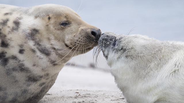 Robbensterben vor Rügen: Was tötet die Kegelrobben in der Ostsee?