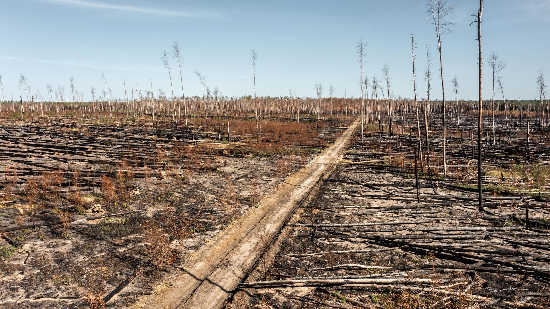 Klimakrise: Wie man dem deutschen Wald die Zukunft raubt