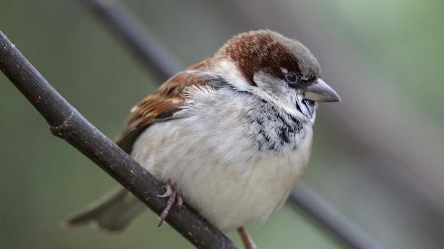 Natur: Vielfalt im Erbgut von Tieren und Pflanzen nimmt weiter ab