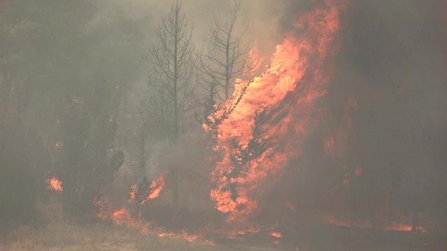 Waldbrände in Israel: Israel ruft wegen schwerer Waldbrände höchste Alarmstufe aus
