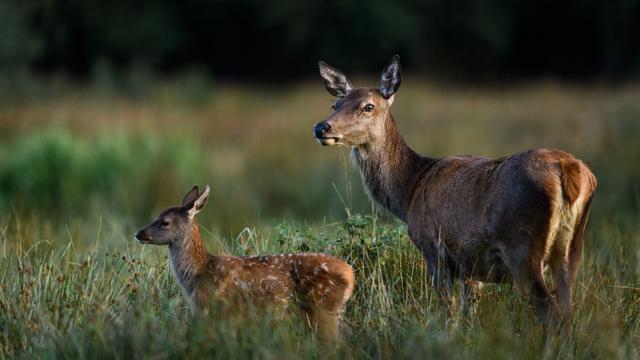 Wildtiere: Manchen bleibt nur noch die Inzucht