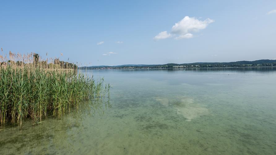 Invasive Arten: Blauer Himmel ist über dem Bodensee bei der Insel Reichenau zu sehen. +++ dpa-Bildfunk +++ 09/06/2025