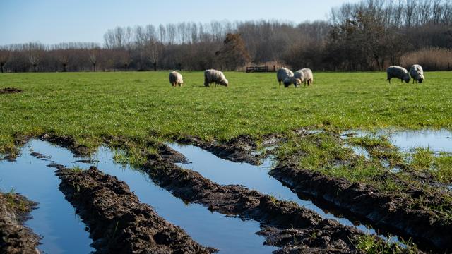 Dürremonitor: Viele Pflanzen haben von teils nassem Juli profitiert