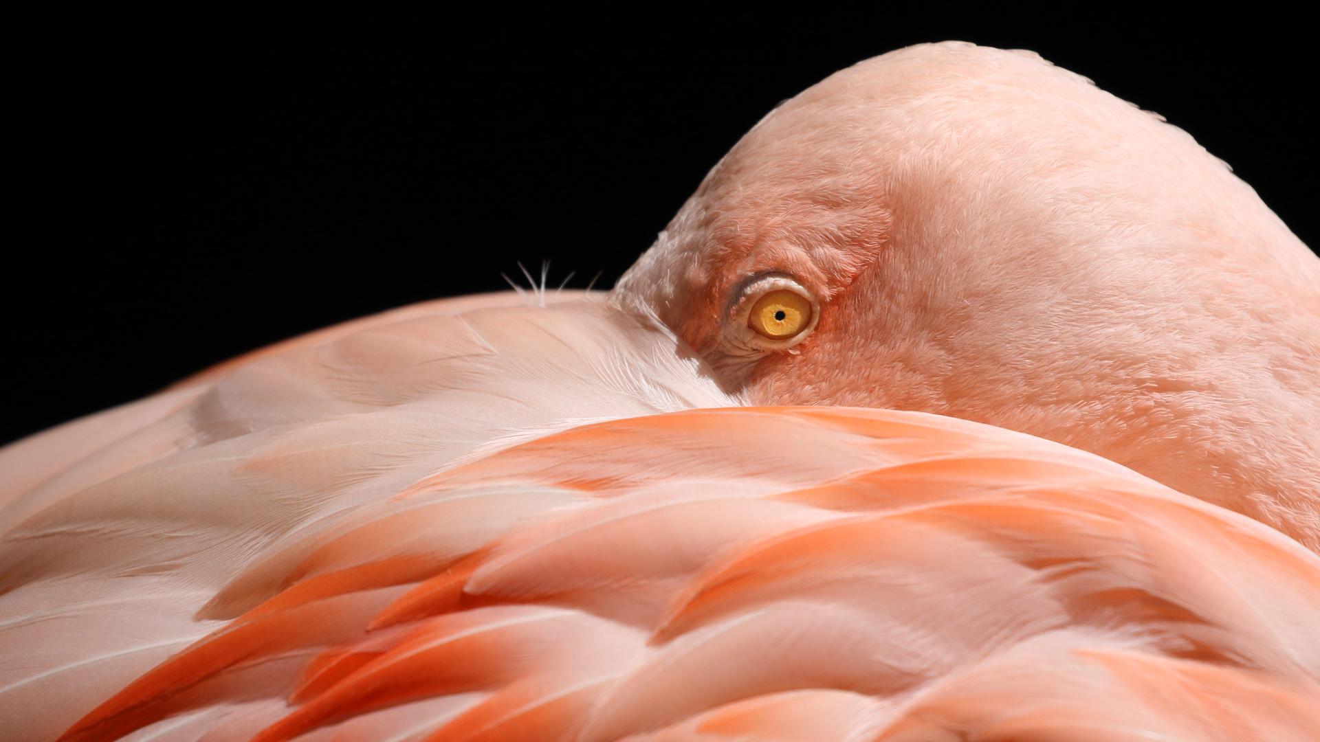 Bericht zur Lage der Vögel: Schon entdeckt? Diese Vögel sind neu hier