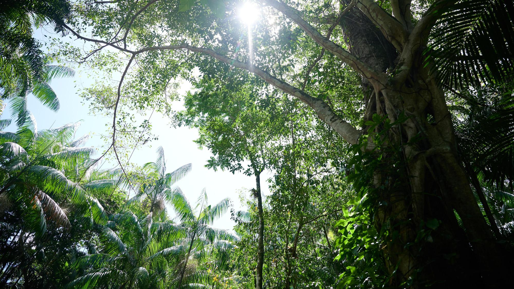Brasilien: Abholzung im Amazonasgebiet erneut gesunken