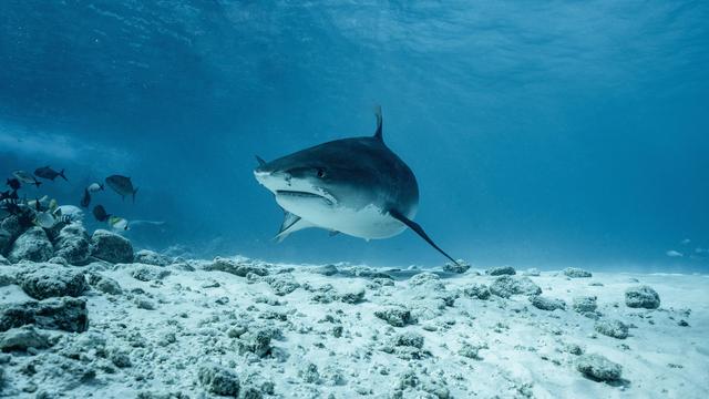 Artenschutzkonferenz: Haie und Rochen bekommen weltweit mehr Schutz