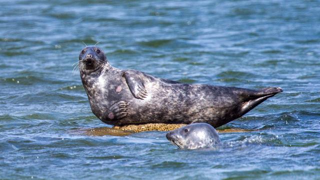 Robbensterben vor Rügen: Zwei Fischer erhalten Strafbefehle wegen Tod von Kegelrobben