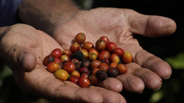 Folgen der Erderwärmung: Klimawandel gefährdet weltweite Kaffeeproduktion