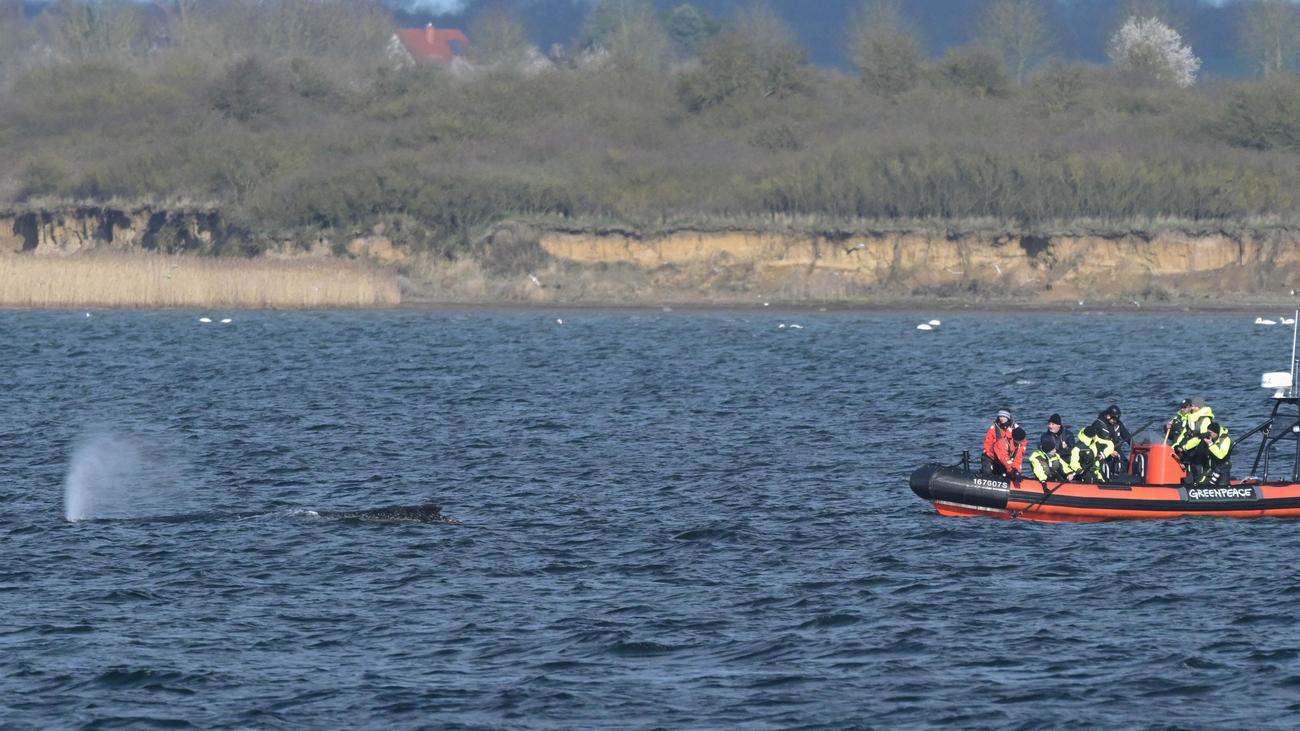 Wal in der Ostsee: Buckelwal schwimmt wieder