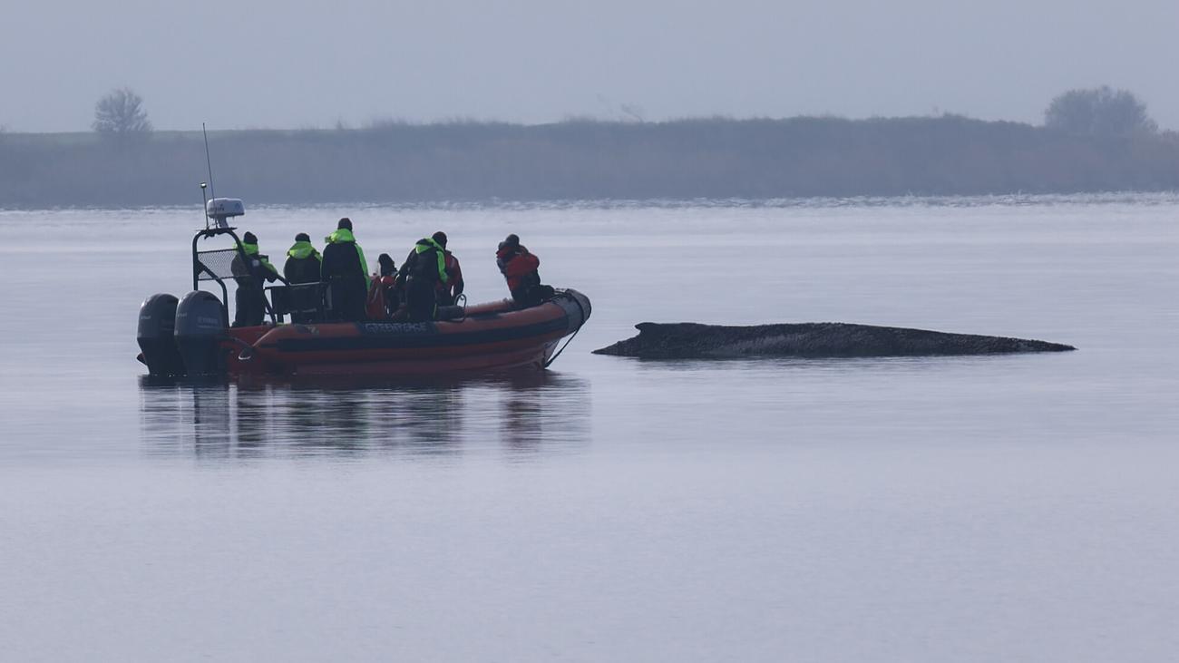 Ostsee: Experten sehen keine Überlebenschance mehr für Buckelwal