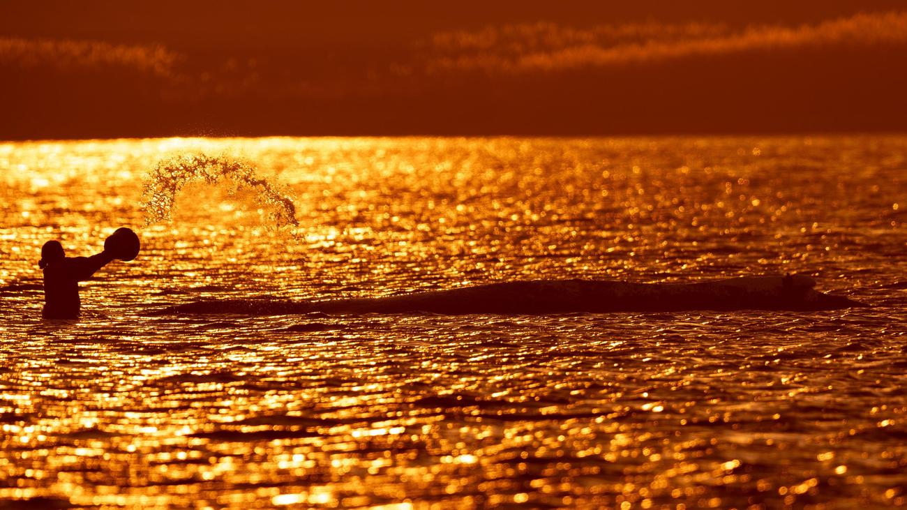 Buckelwal vor Poel: Behörden beanstanden Konzept zur Walrettung