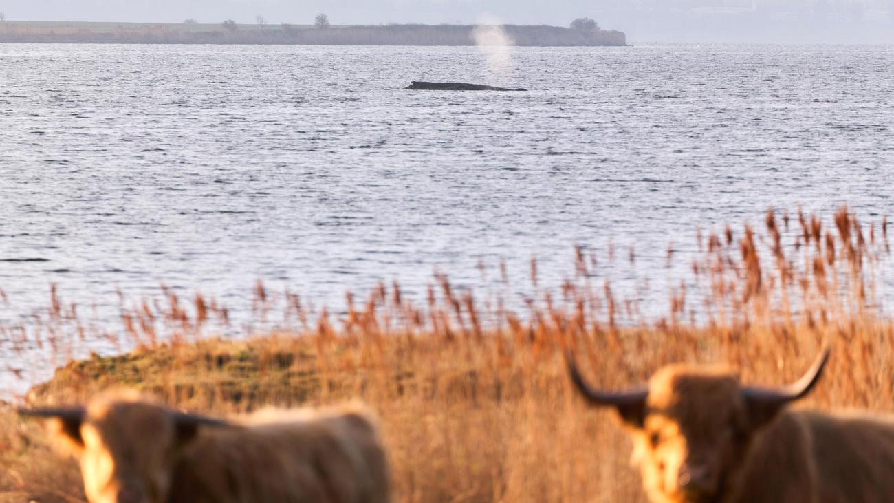 Buckelwal vor Wismar: Morddrohungen gegen Behördenmitarbeiter wegen Umgang mit Wal