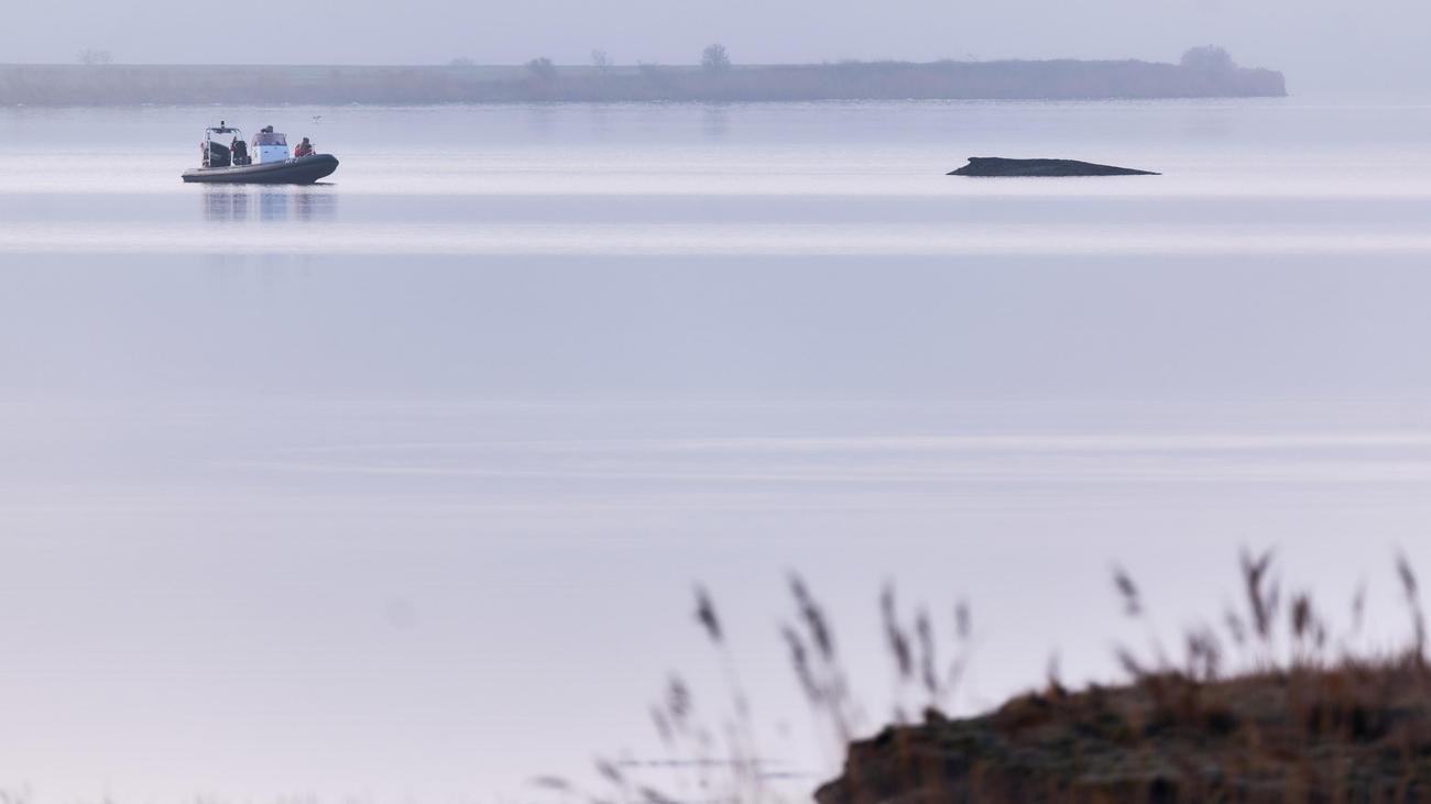 Wal in der Ostsee: Buckelwal liegt weiter vor Insel Poelin der Ostsee