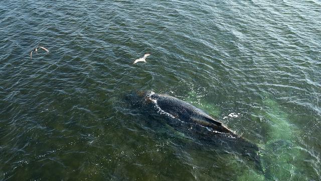 Ostsee: Buckelwal soll von Schlepper zum Atlantik gezogen werden