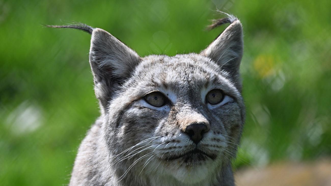 Artenschutz: Luchse im Harz dank Naturschutzprojekt wieder heimisch