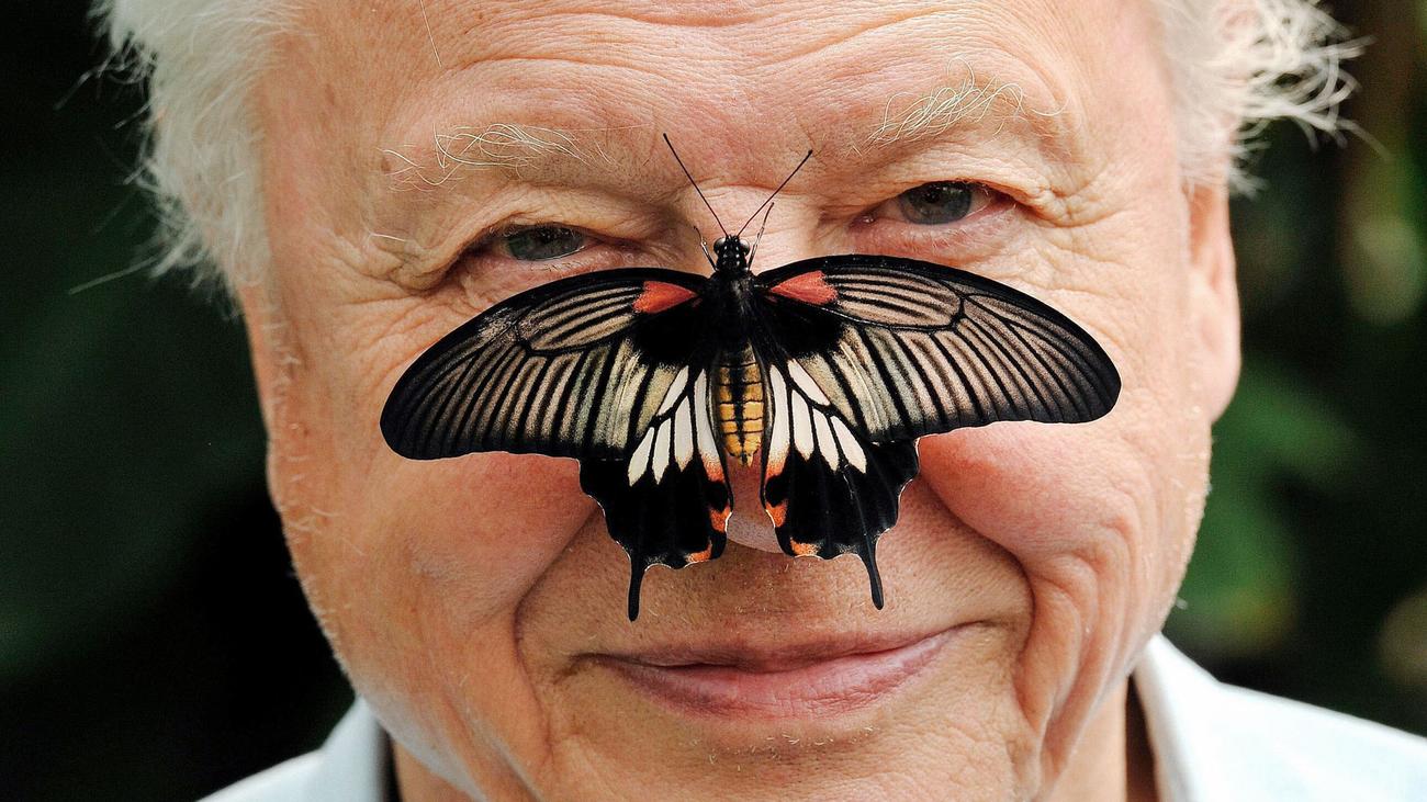 David Attenborough: Extraordinary, dieses Exemplar