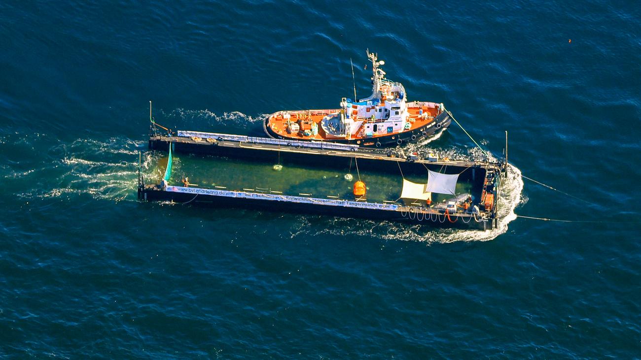 Buckelwal: Konvoi mit gestrandetem Wal nimmt wieder Kurs auf Nordsee