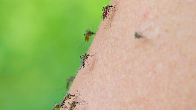 Insekten: Bereits im Februar wurde die erste Tigermücke in Deutschland entdeckt