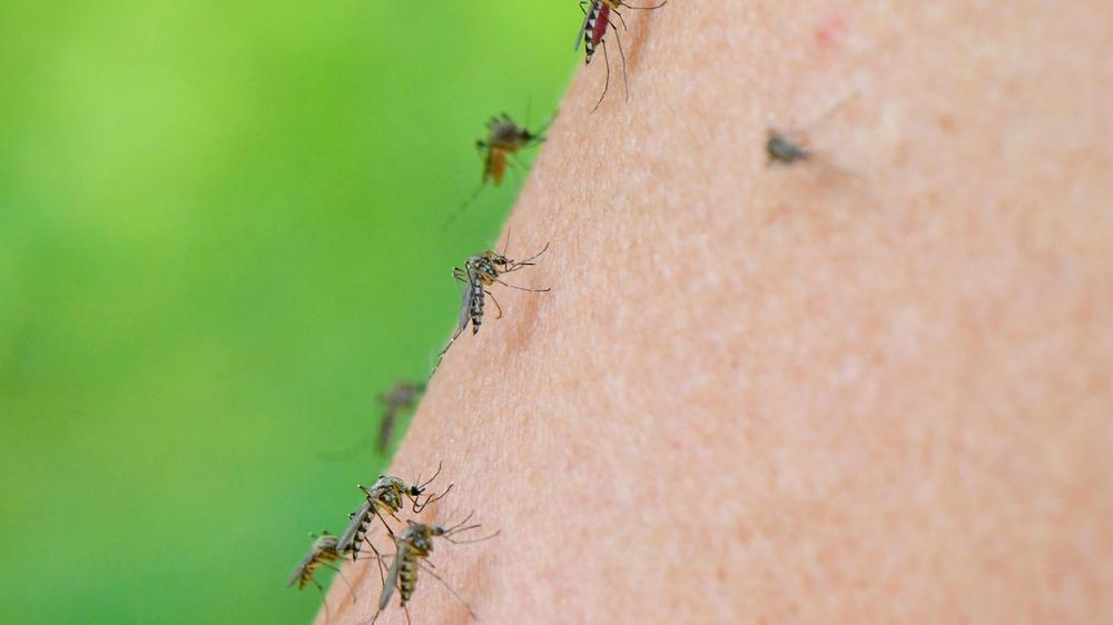 Insekten: Üblicherweise findet man die ersten Tigermücken des Jahres erst Ende Mai.
